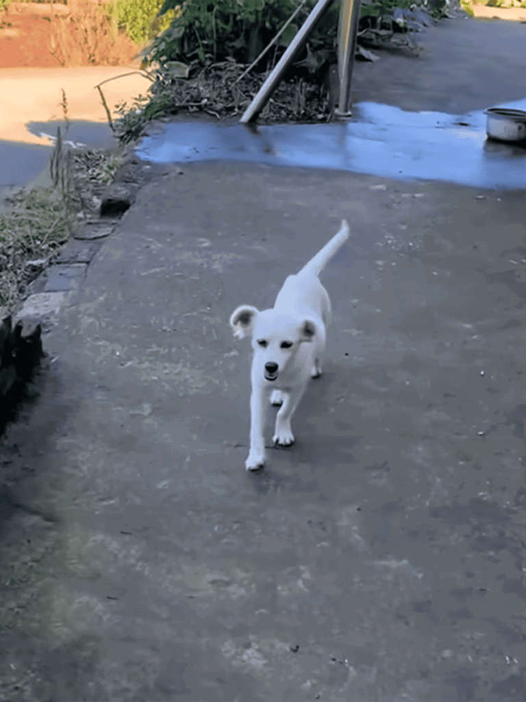 Adorable white puppy exploring outside on a sunny day.