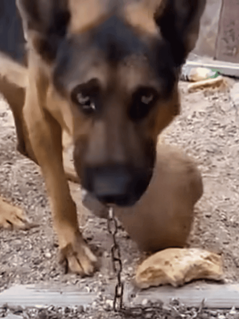 Dog on chain in outdoor yard.