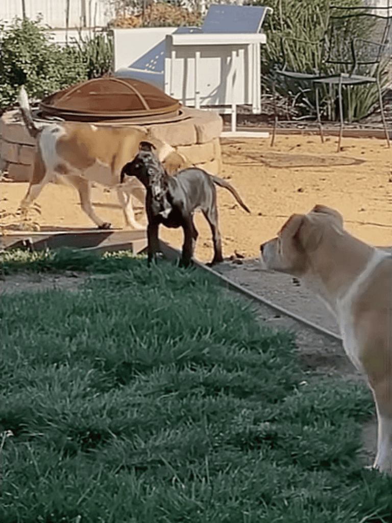 Dogs playing and socializing outdoors.