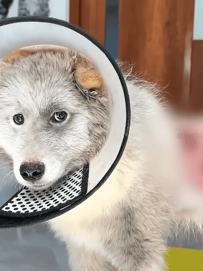 Cute husky puppy wearing a protective cone on its neck.