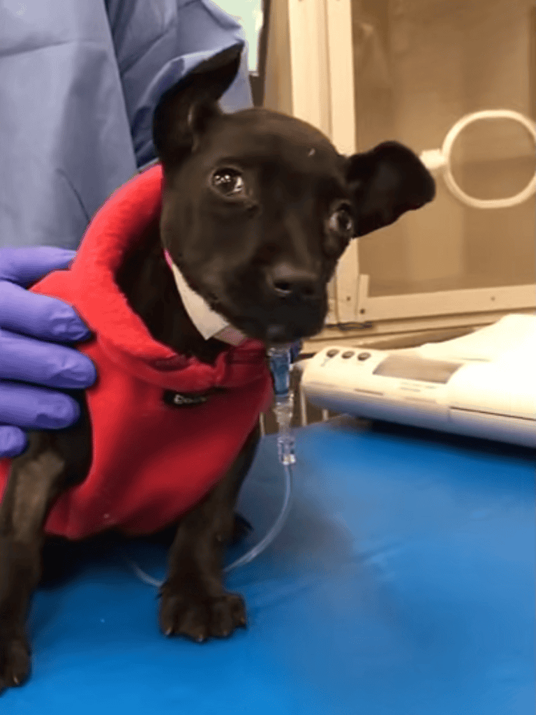 Young puppy with IV drip receiving veterinary treatment, emphasizing pet medical care and health.
