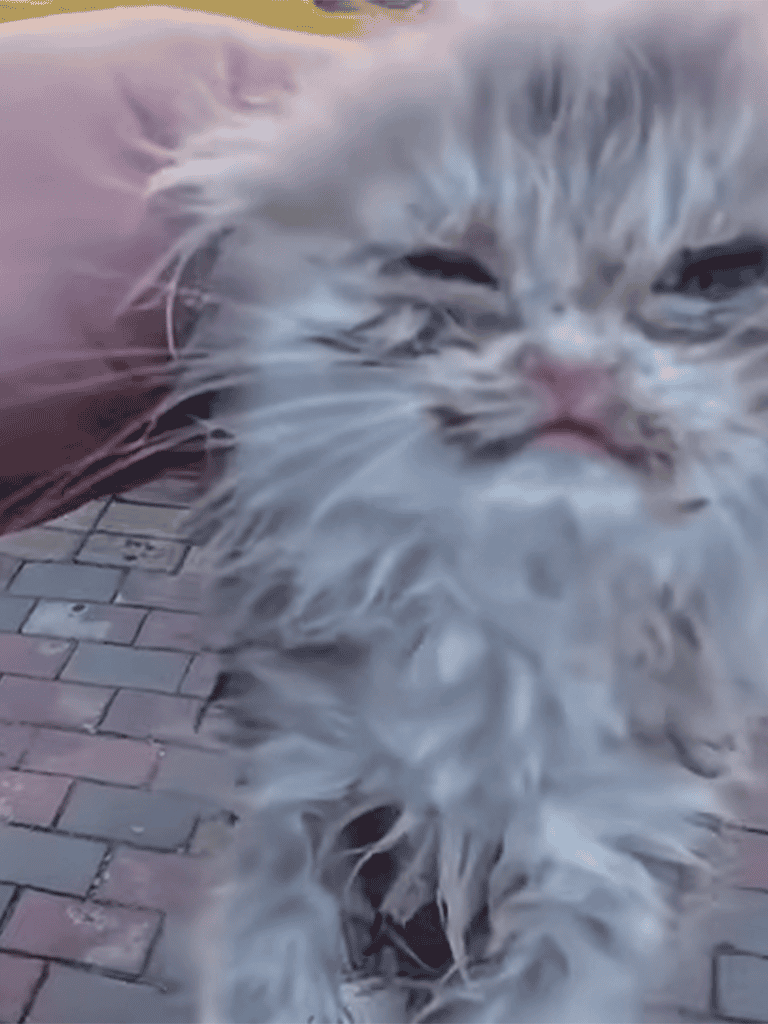 Fluffy wet cat outdoors on brick pavement, looking at camera with a slightly grumpy expression.