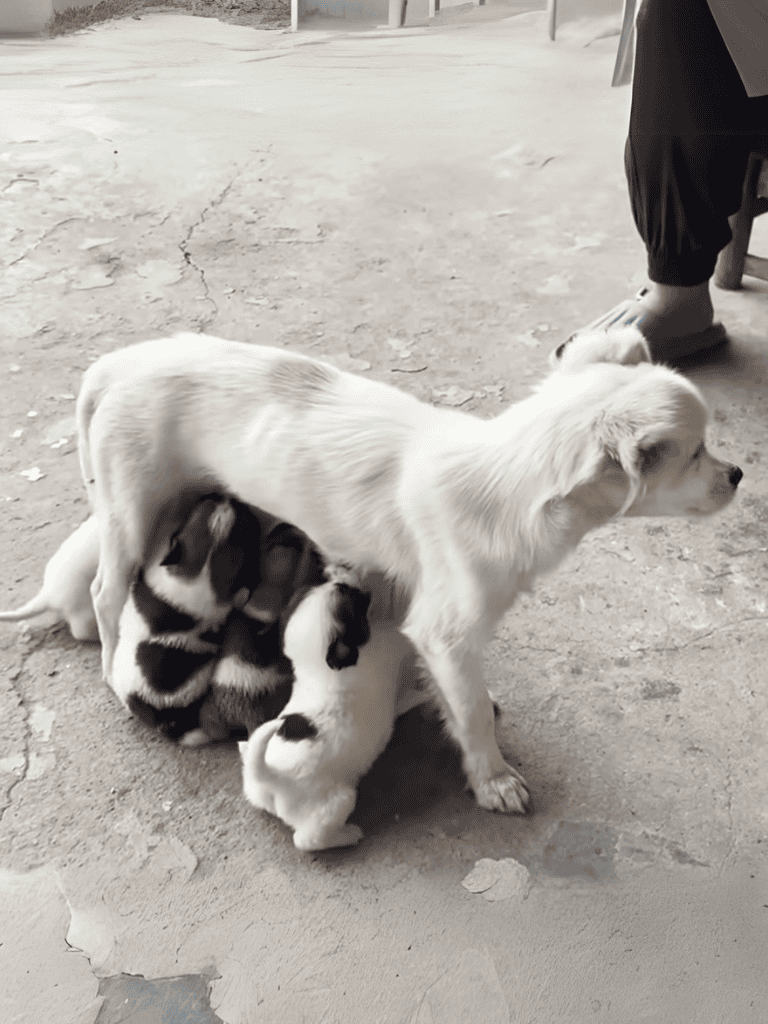 Adorable puppy nursing from mother dog outdoors.