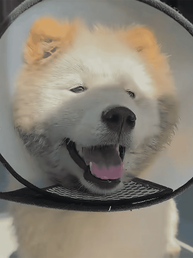 Dog with a protective cone relaxing outdoors.