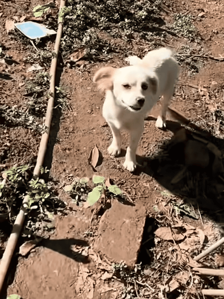 Adorable white puppy standing on dirt with garden tools nearby.