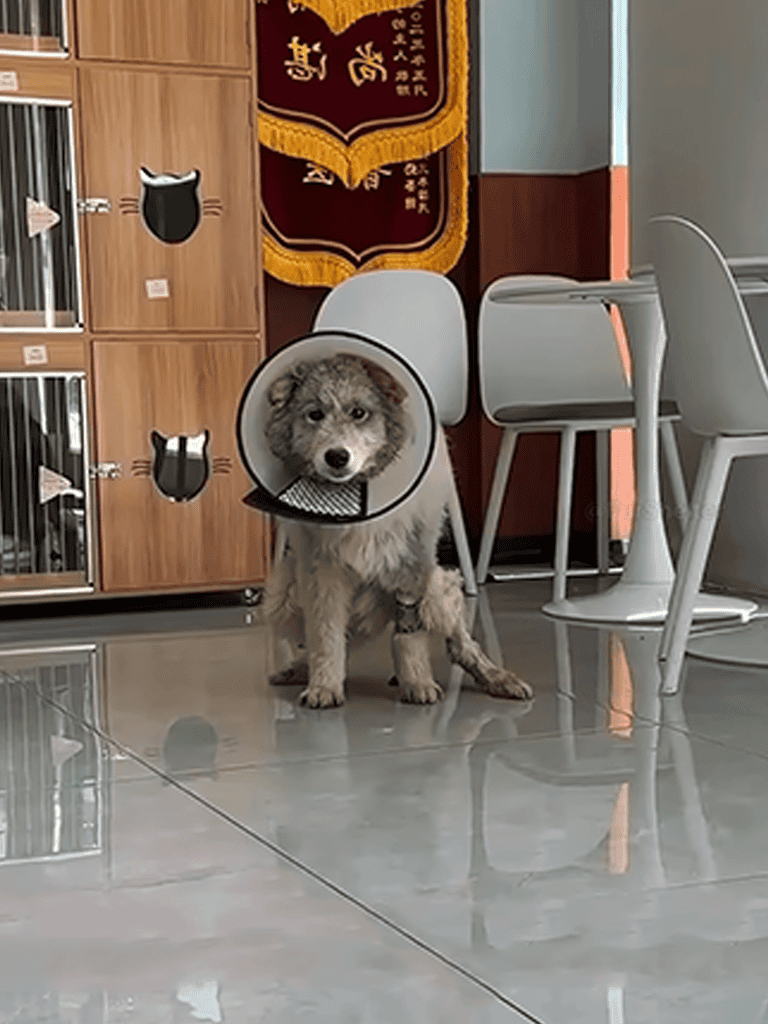 Adorable puppy wearing a cone of shame, sitting indoors near chairs and wooden storage.