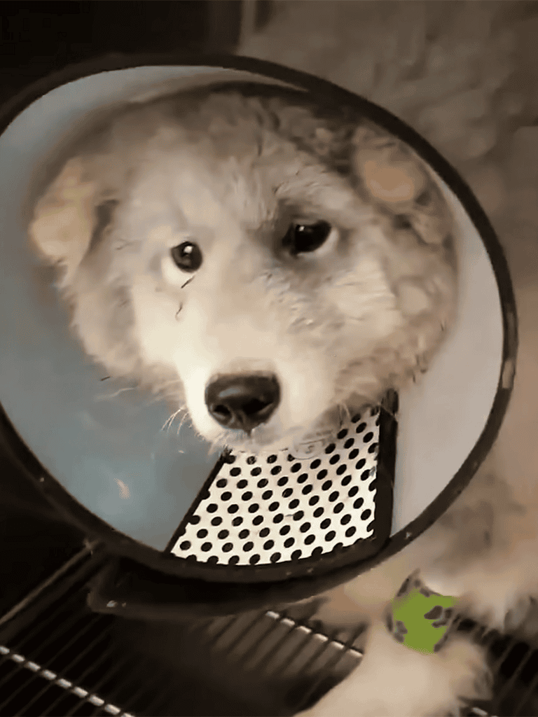 Dog tear in eye, sad expression, husky puppy looking into reflective bowl for food.