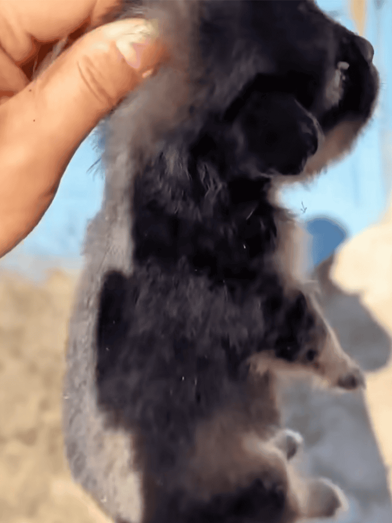 Playful and adorable puppy with fluffy fur, held gently by a person, captured outdoors.