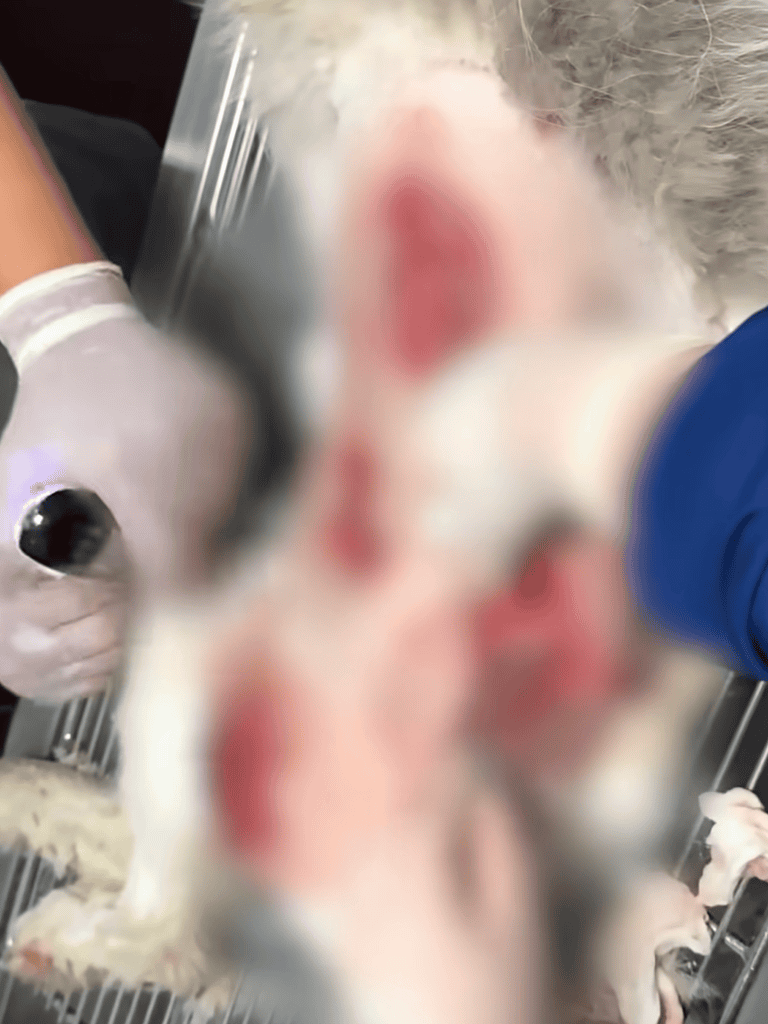 Close-up of veterinarian examining a puppy's nose during checkup.