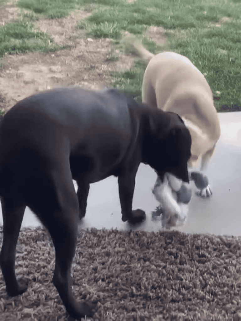 Cute dogs playing and splashing water outside, enjoying outdoor water game.