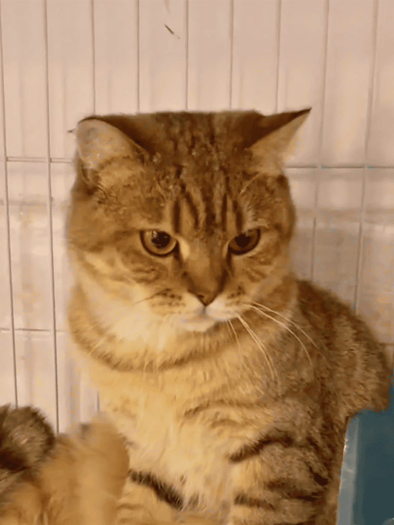 Adorable outdoor tabby cat with striking golden eyes and soft fur, sitting calmly against tiled background.