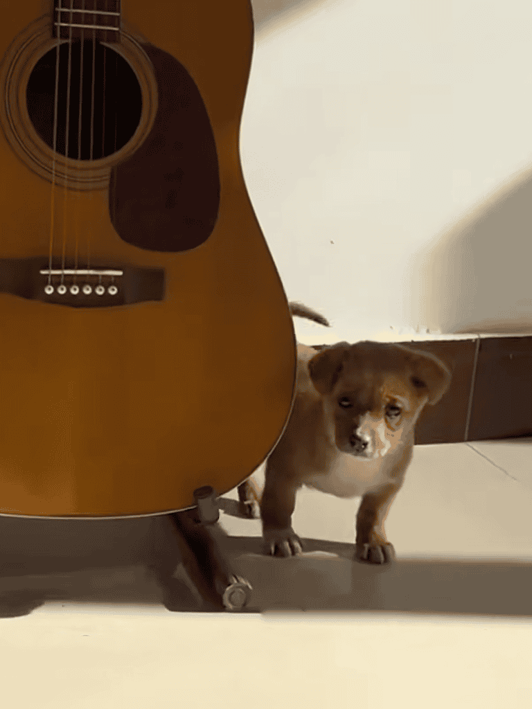 Adorable puppy peeking from behind a guitar. Perfect for dog lovers and music enthusiasts.
