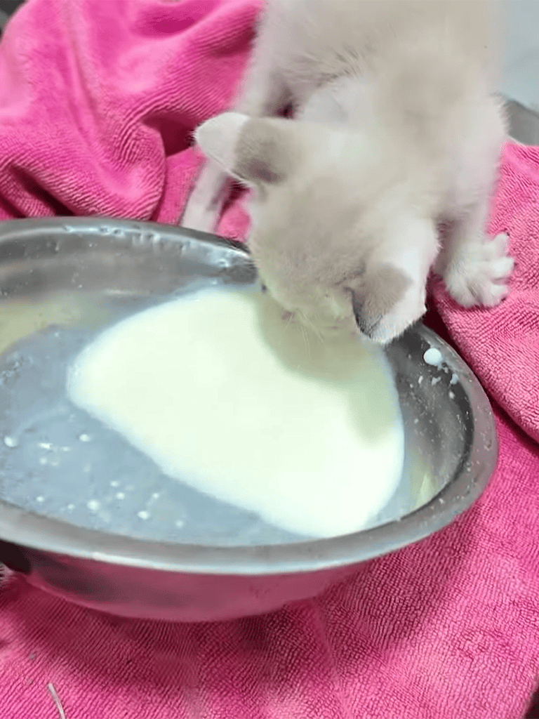 Cute puppy enjoying a bowl of milk, cozy pink towel background, veterinary pet care.