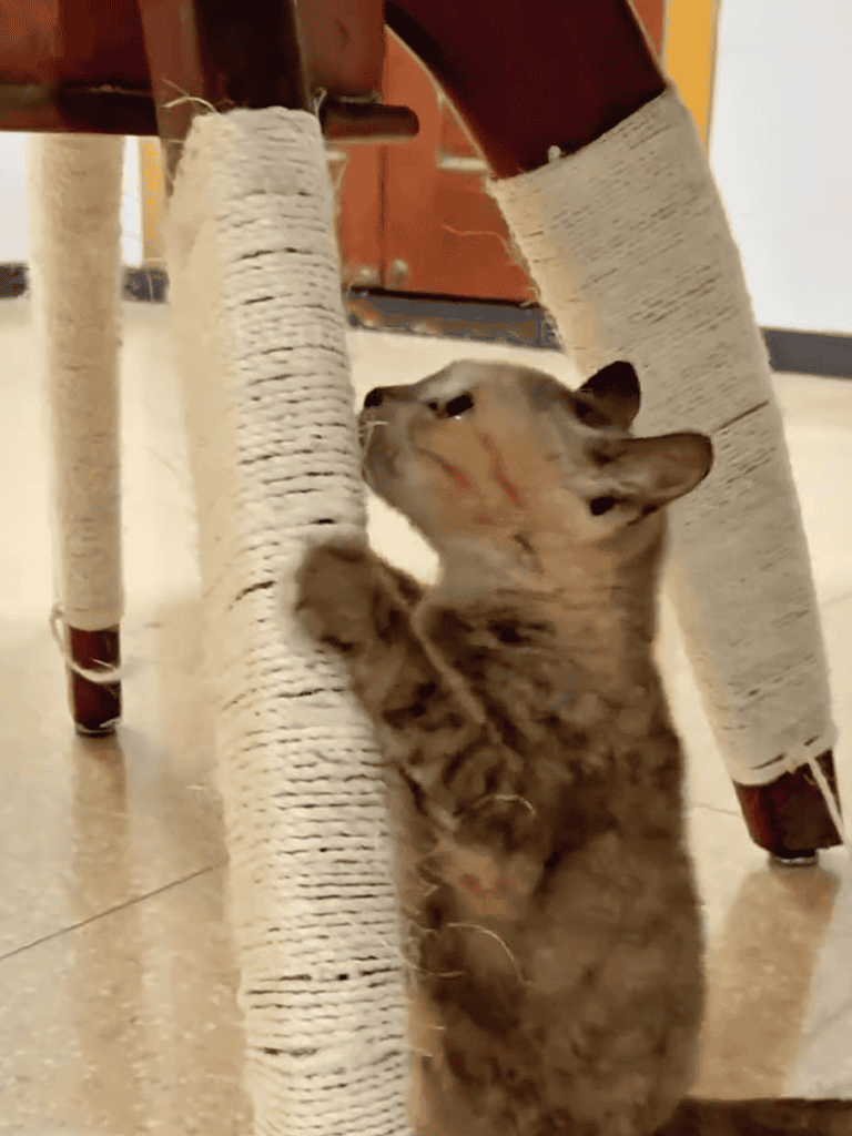 Cute kitten scratching a sisal-wrapped post, demonstrating natural feline behavior and playful curiosity.