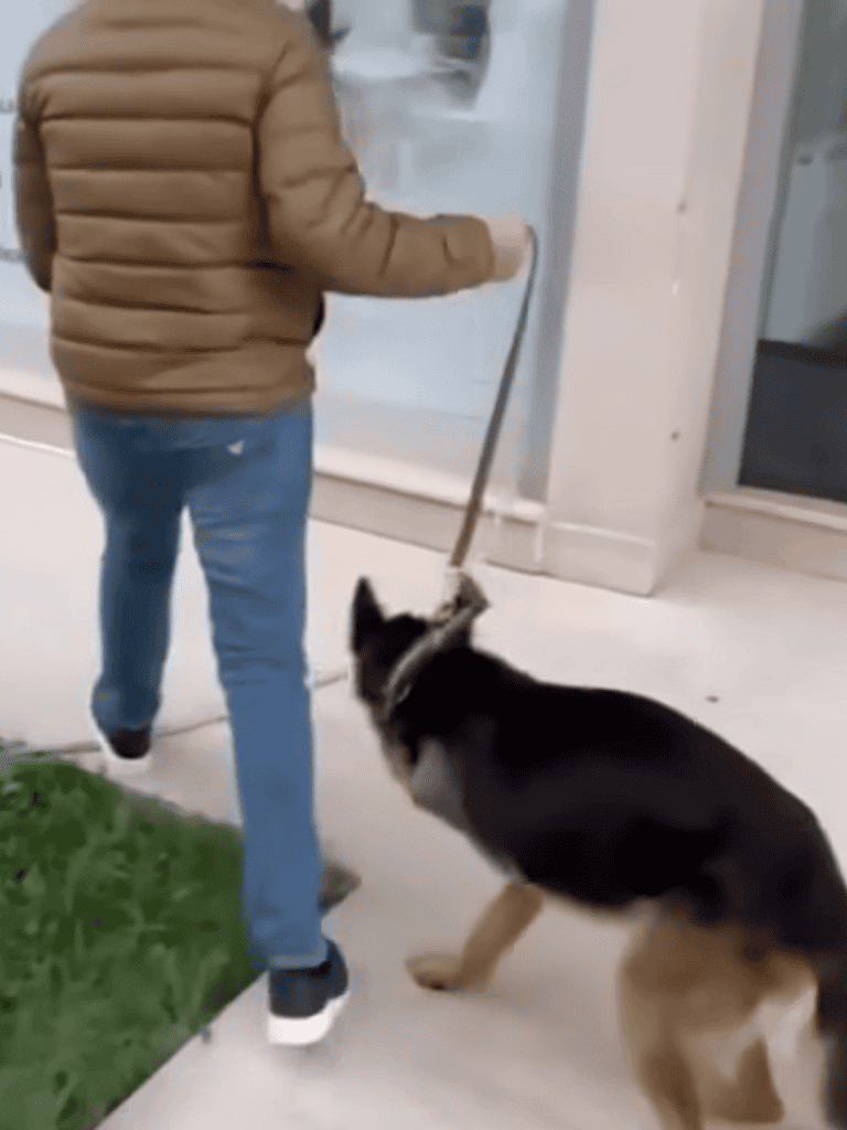 Dog training, obedience commands, puppy behavior, positive reinforcement, dog trainer, pet behavior, puppy skills, canine obedience.