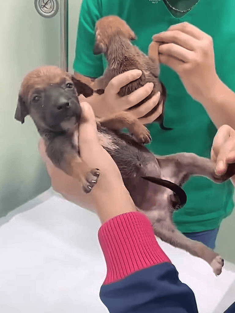 Adorable puppies getting veterinary care at the clinic. Expert vet checking puppy health and ensuring their well-being.
