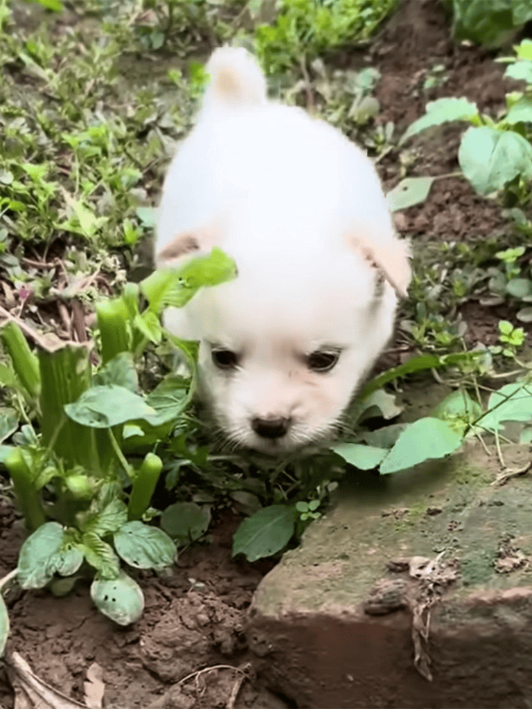 Cute white puppy exploring lush garden plants and soil.