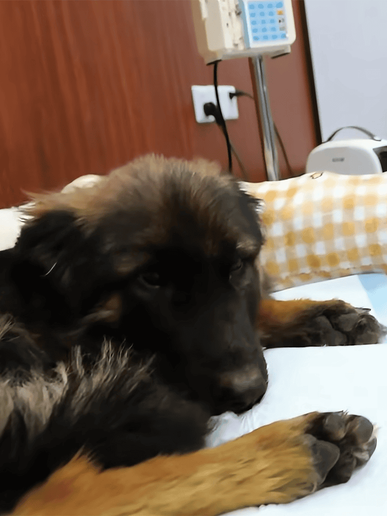 Dog waiting on an examination table at a veterinary clinic.