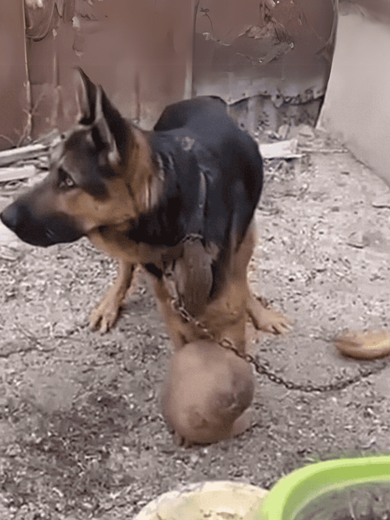 Dog chained outdoors with a heavy ball attached to its collar, in a gritty environment.