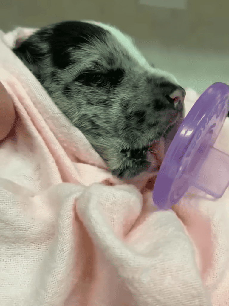 Adorable sleeping puppy with a pacifier in its mouth.