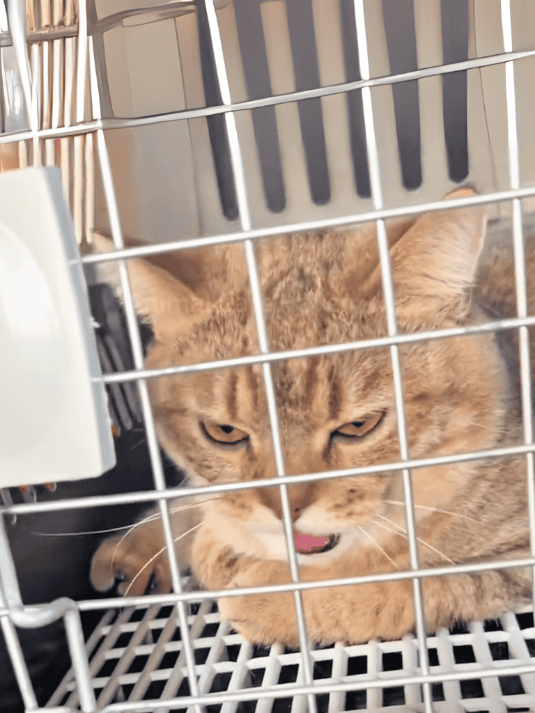 Adorable tabby cat behind cage bars for pet safety.