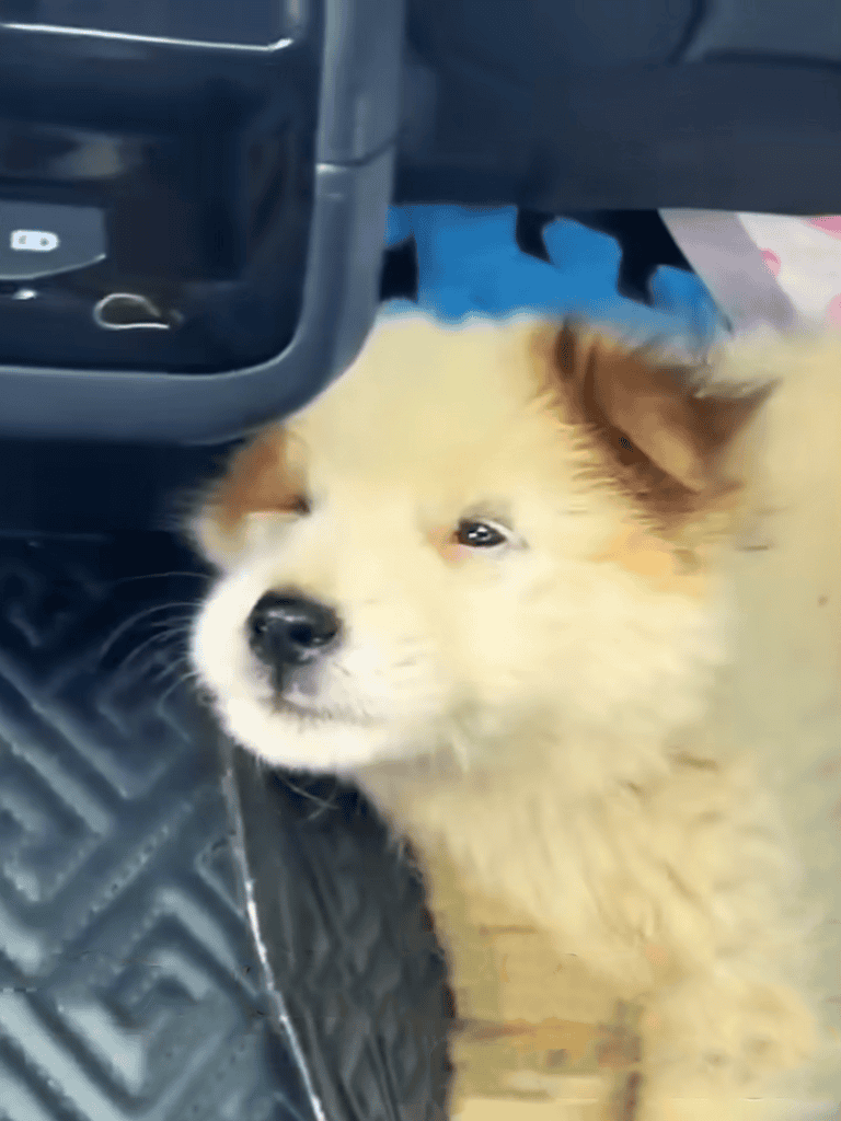Adorable puppy lying on car floor, waiting patiently.