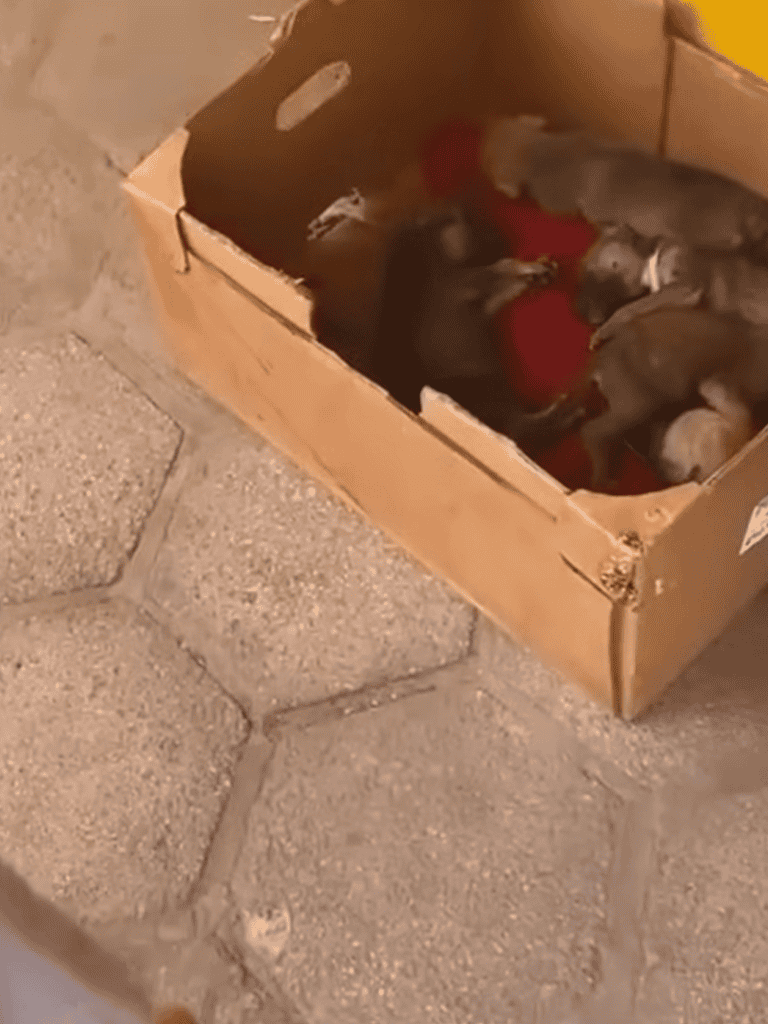 Cute puppies sleeping in a cardboard box on a paved surface.