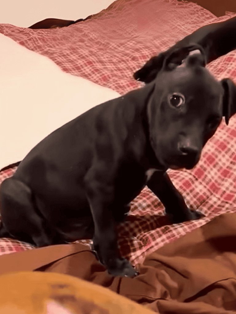 Adorable black puppy sitting on bed, perfect for pet lovers and dog care.