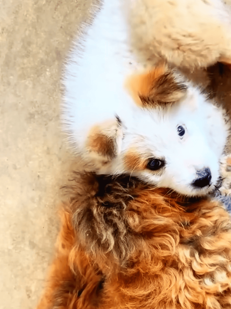 Puppy and dog lying together, showcasing adorable companionship and furry friendship care for pets.