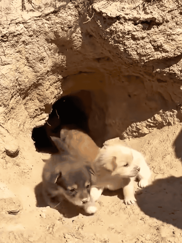 Adorable puppies emerging from a sandy den.