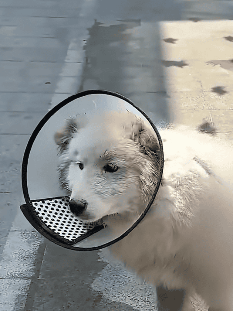 Puppy with inflatable cone collar for pet recovery, resting comfortably indoors.