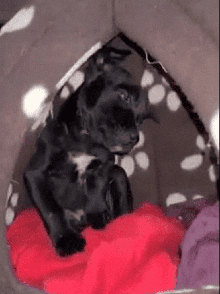 Cute black puppy lying on polka dot dog bed, cozy and adorable.