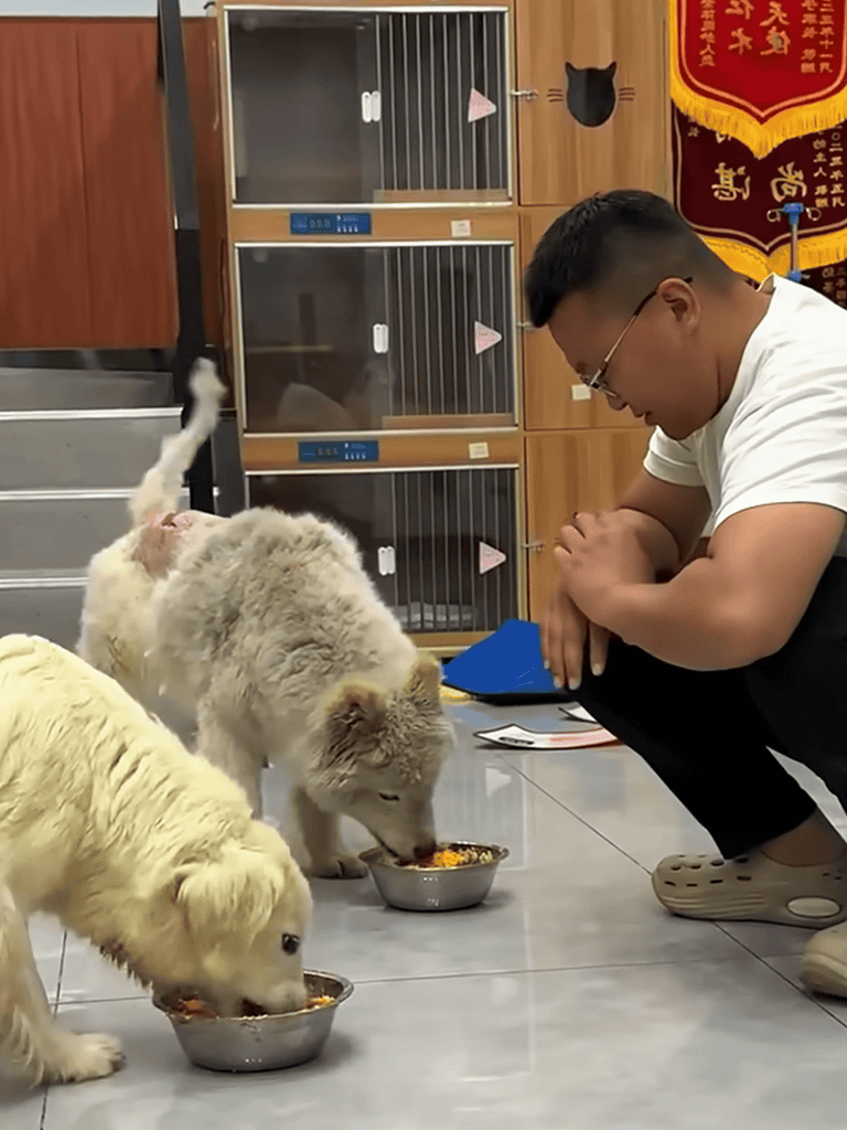 Dog feeding, puppy care, pet nutrition, healthy dogs, pet health.