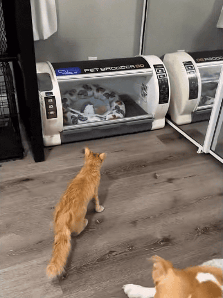 Pet cooling bed for dogs and cats, keeps pets cool and comfortable during hot weather. Perfect for pet relaxation.