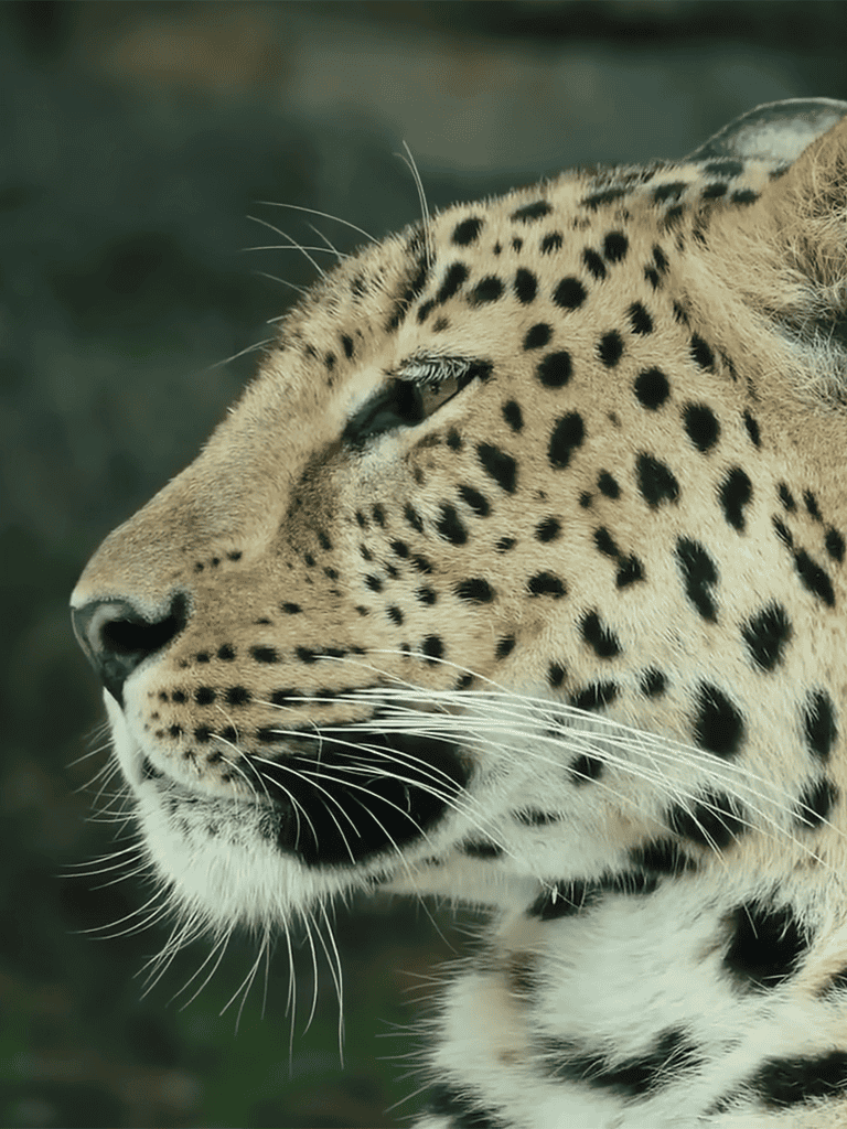 Close-up of a majestic jaguar's head showing detailed fur and distinctive black spots.