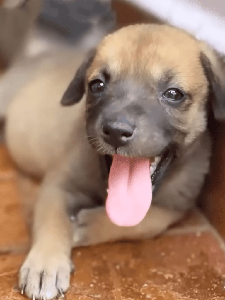 Cute puppy with open mouth and tongue out, adorable and playful dog.