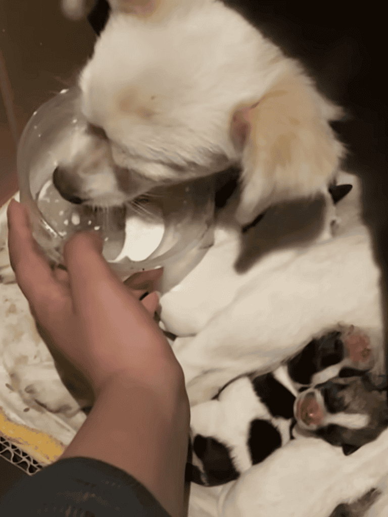 Adorable puppy drinking water from a glass bowl, with tiny puppies resting nearby.