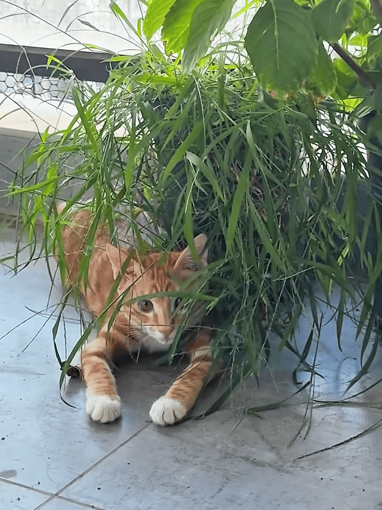 Cute orange kitten hiding under lush green indoor plants.