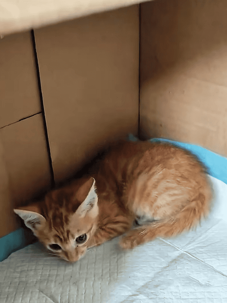 Adorable orange kitten curled up inside a cardboard box making a cozy hiding spot for a kitten.