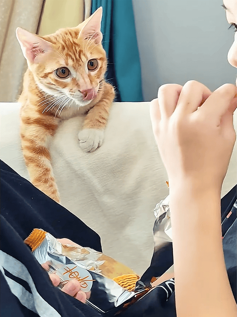 Cute orange kitten playing and engaging with a person, highlighting pet care and bonding moments.