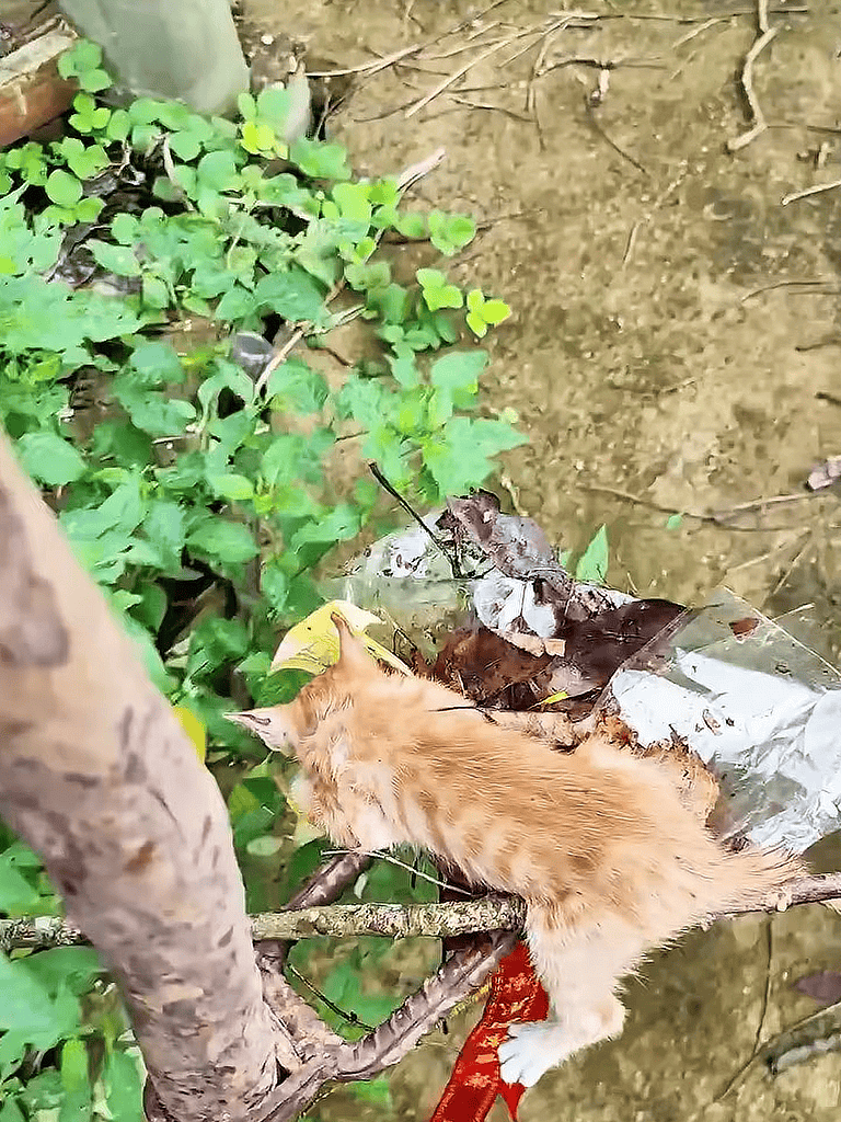 Dog lying on a tree branch amidst greenery and dirt, exploring the outdoors.