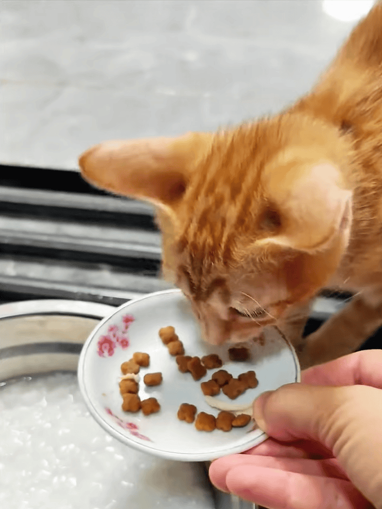 Pet meal delivery service for dogs.