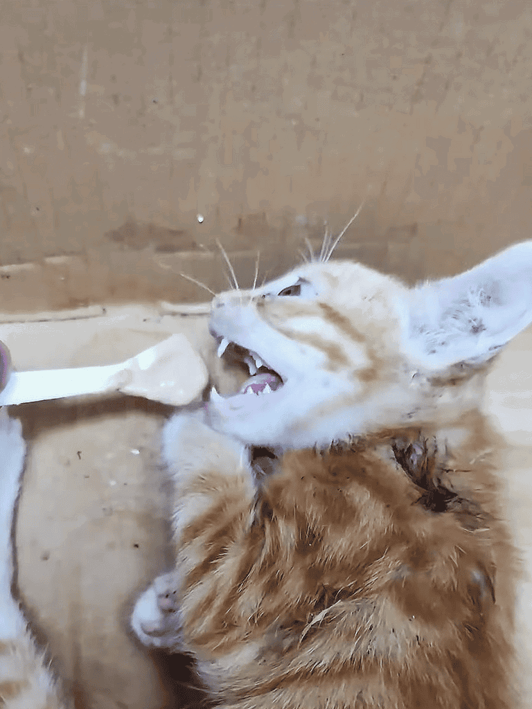 Close-up of a kitten enjoying food with a spoon, showcasing playful pet moments.