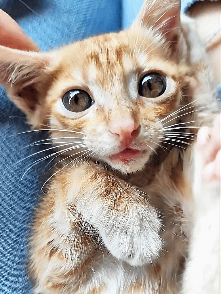 Adorable orange kitten with big eyes, soft fur, and playful expression.