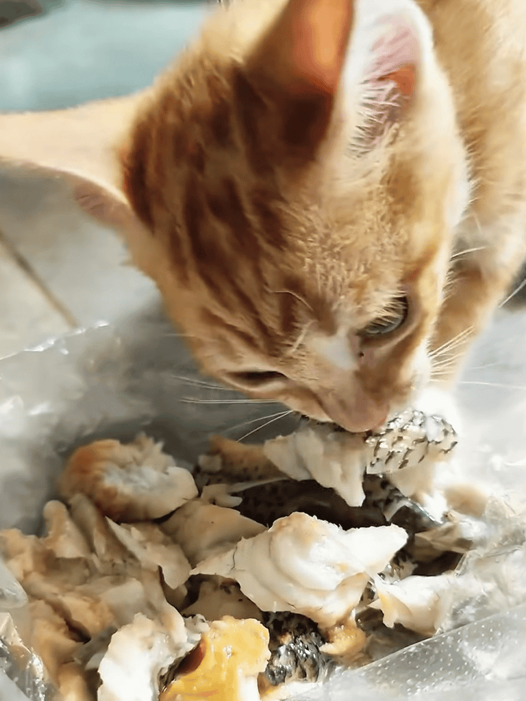 Close-up of an orange tabby cat tearing apart fresh fish with paws and teeth.