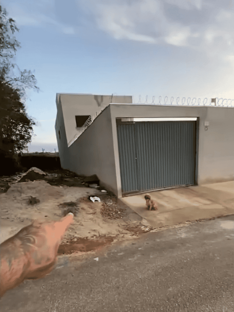 Pet safety, dog security, fenced yard.