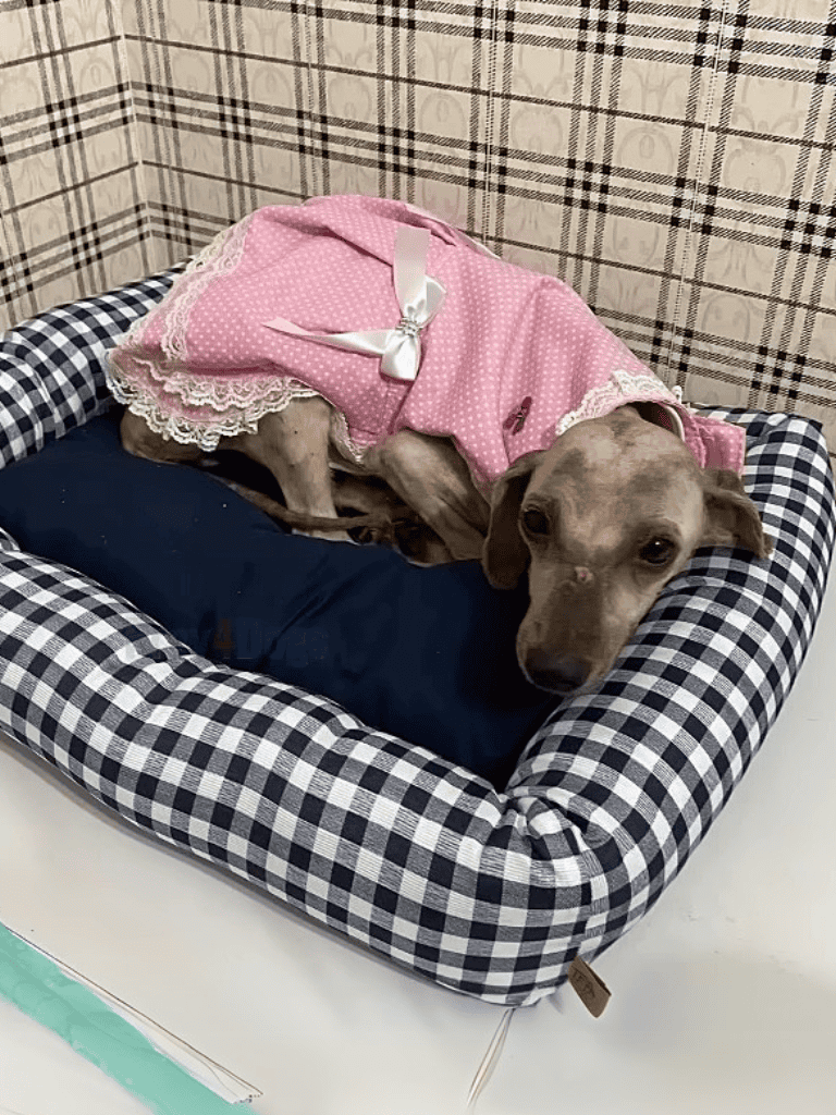 Adorable dog resting in checkered dog bed with pink dress, showcasing comfort and style for pets.