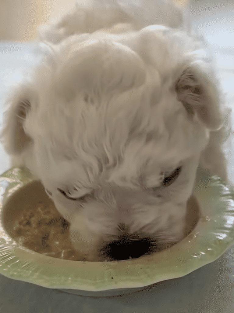 Adorable puppy enjoying a meal from a food bowl.