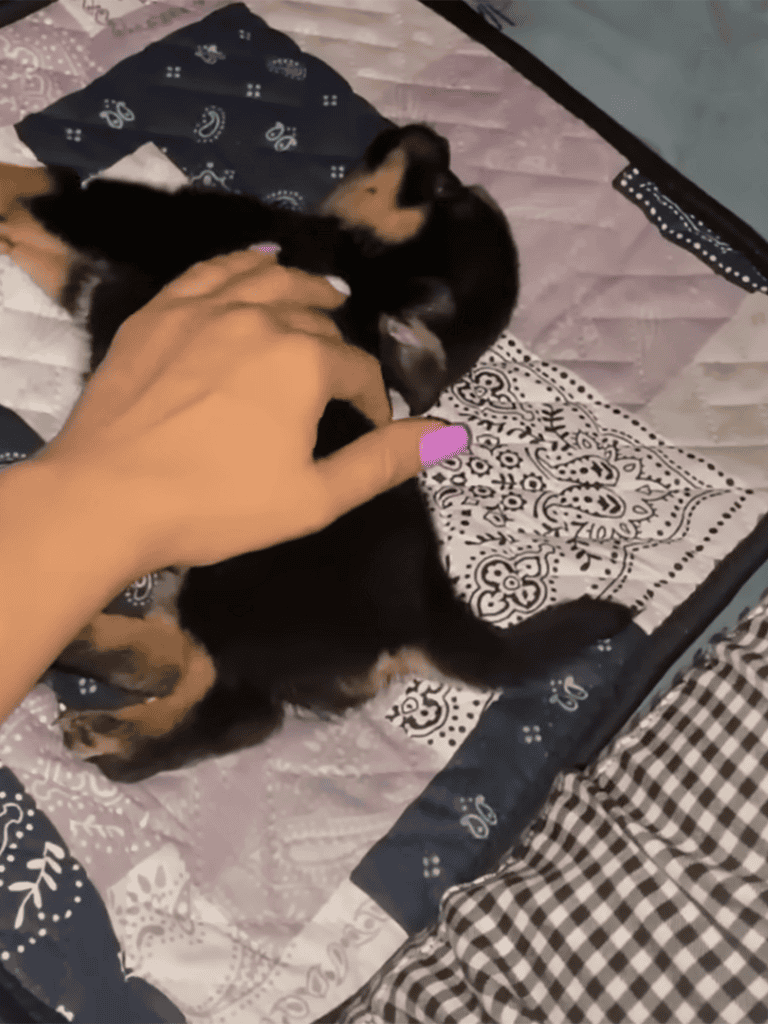 Cute puppy playing with owner’s hand, demonstrating dog affection, playful pet interaction, dog bonding.