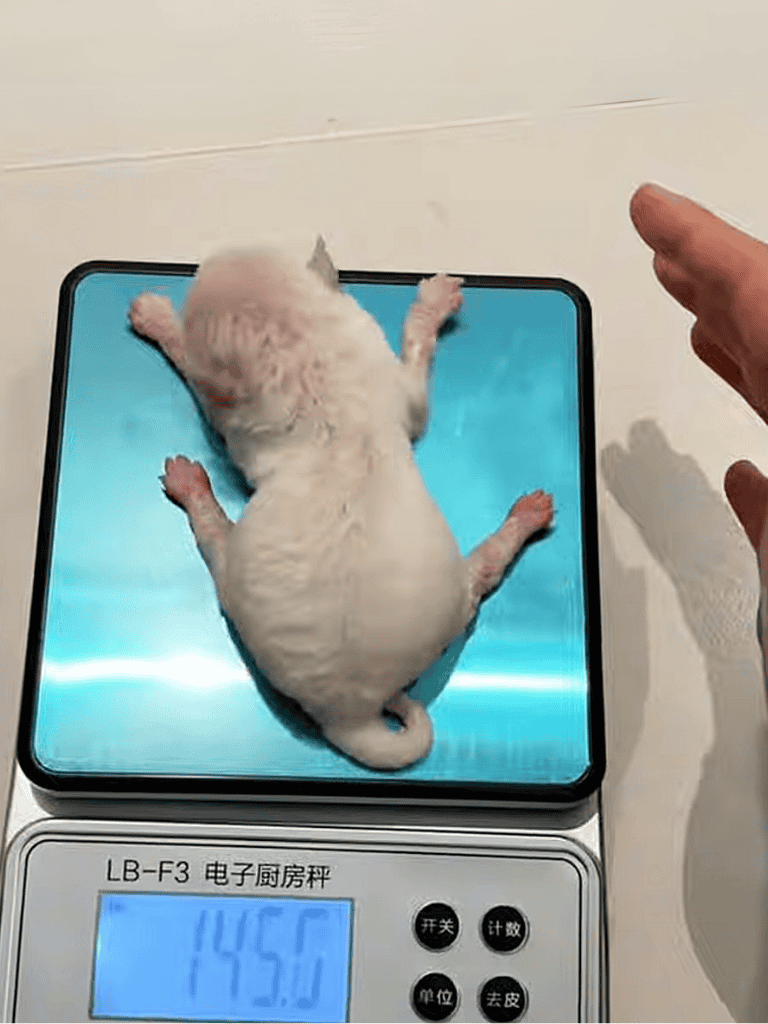 Adorable puppy weighed on digital scale, highlighting pet care and health monitoring.